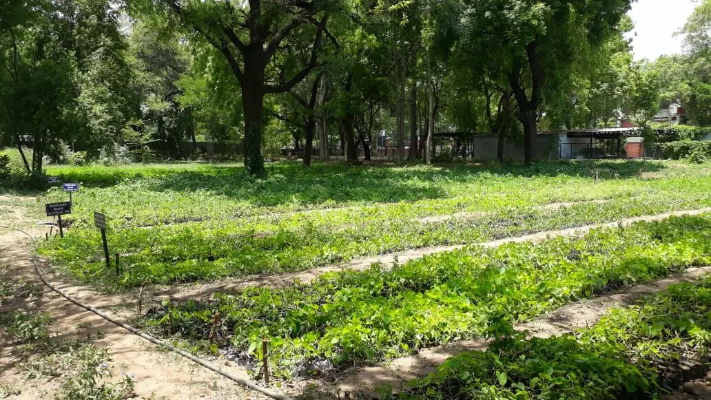 Department of Botany, Faculty of Science, MS University, Vadodara assigned project to raise Giloy seedlings under national campaign Amrita for Life