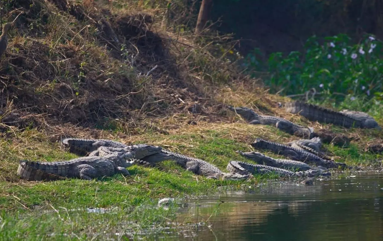 Vidyanagar Nature Club launches Croc Watch app on World Crocodile Day