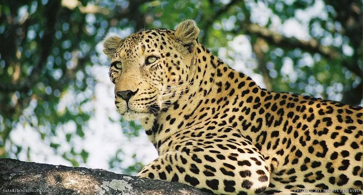 Leopard killed after knocked down by an unknown vehicle on Halol Vadodara highway