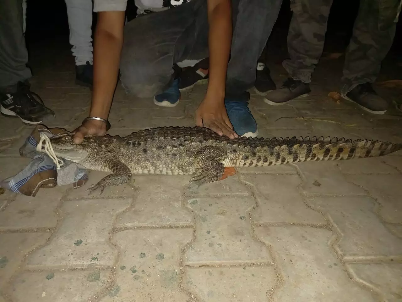 GSPCA and social forestry department caught one crocodile from residential area near Bill village