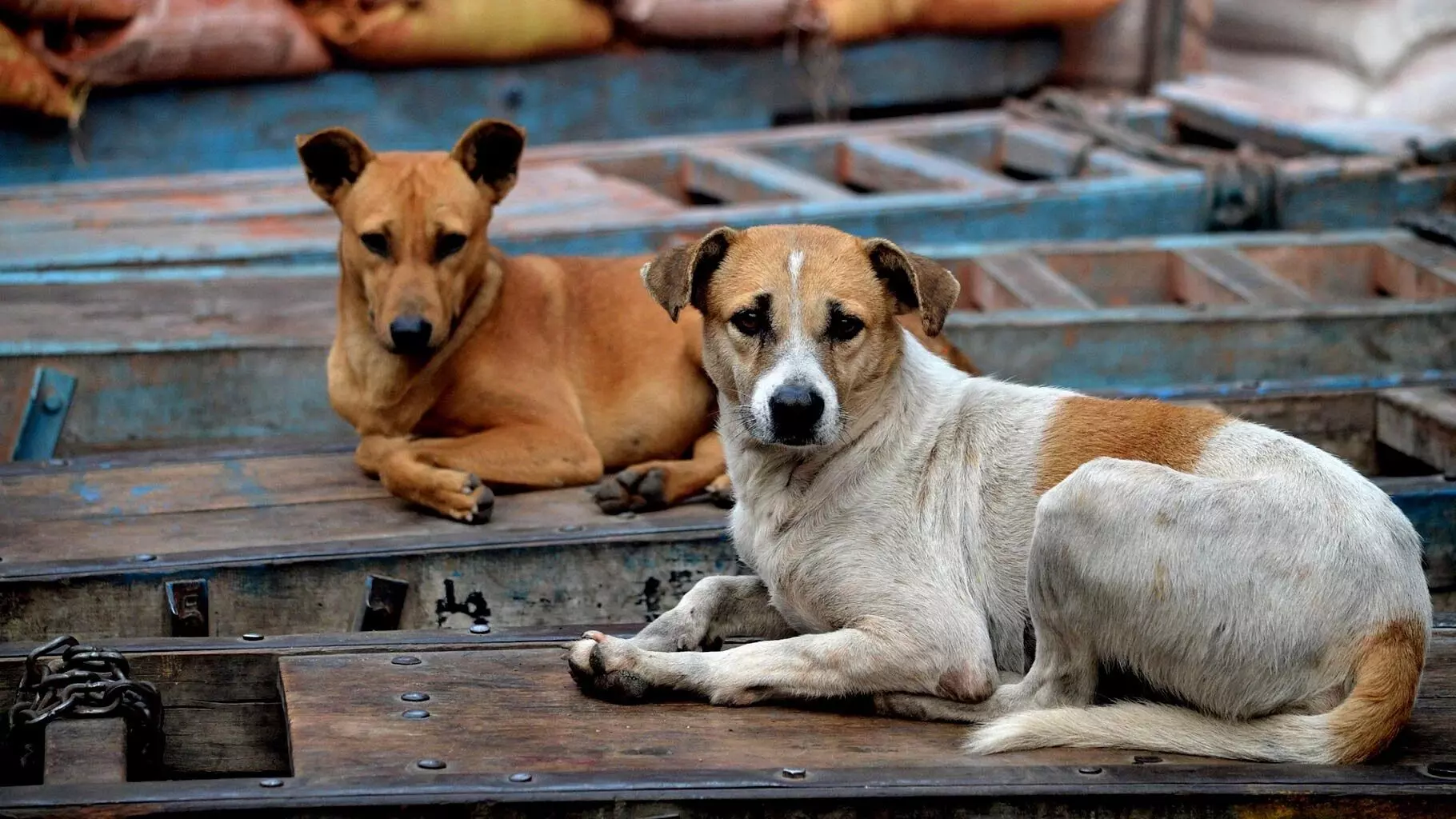 Stray dog menance in a society in Nizampura area of Vadodara
