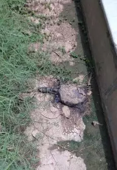Turtles continues to die in popular Sursagar lake in Vadodara