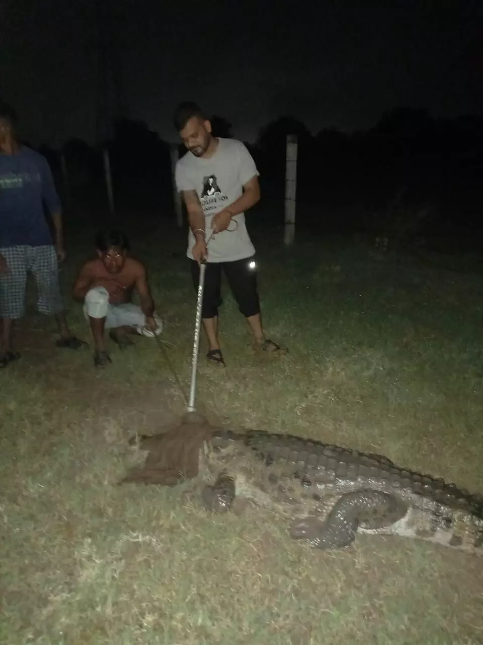 GSPCA and Social Forestry department caught nearly enough eight foot crocodile