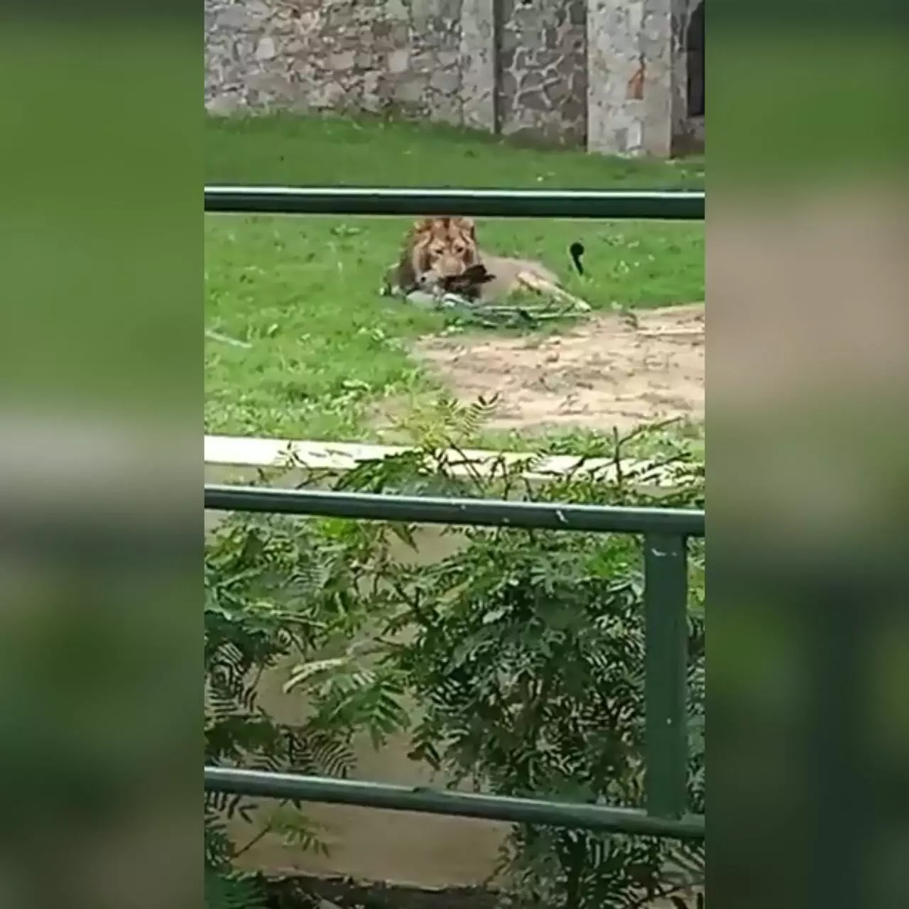 Shocking incident of Lion hunted peacock inside Vadodaras Kamatibagh zoo