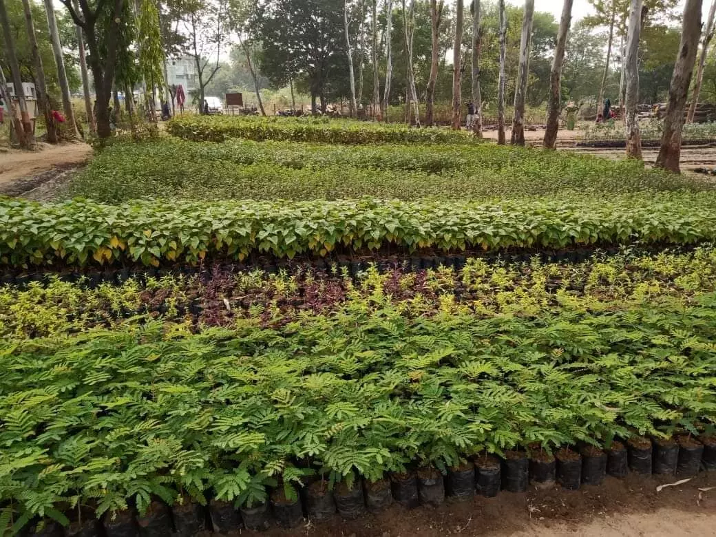 Social Forestry Department has raised millions of seedlings in 131 breeding centers in Vadodara and Chhotaudepur districts