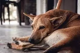 Andhra Pradesh: Almost 300 stray dogs killed with poisonous injections in West Godavari