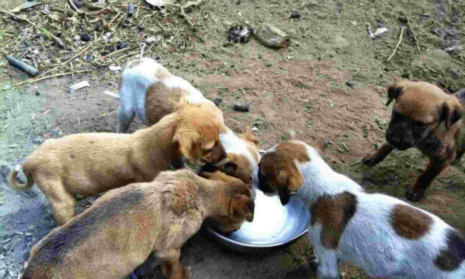 Animal Welfare Board of India issues advisory for State govts to prevent  cruelty towards animals