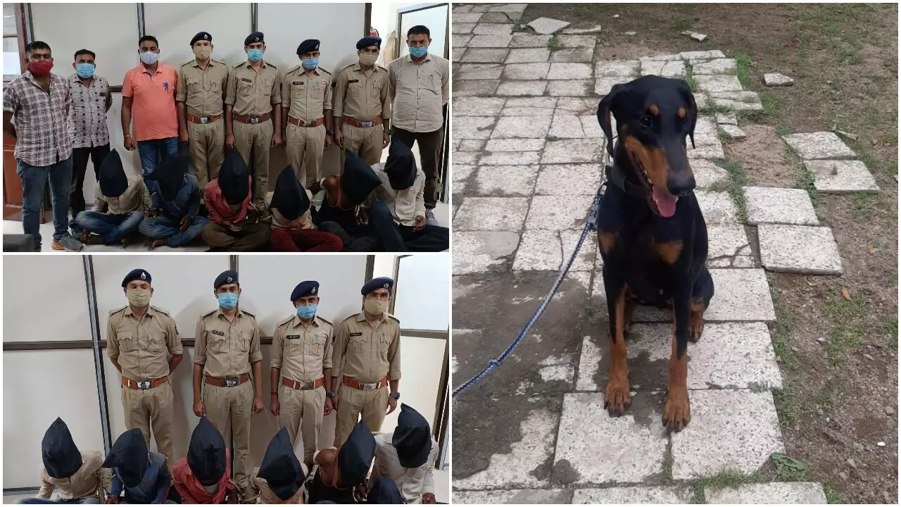 Important contribution by Vadodara police Dog named Java in detection of Karjan gang rape and murder
