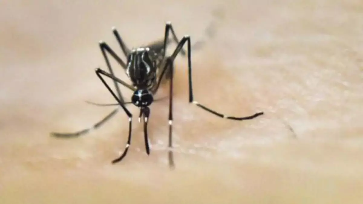 UP dengue fever deaths climb to 50 in Firozabad, 3 doctors suspended