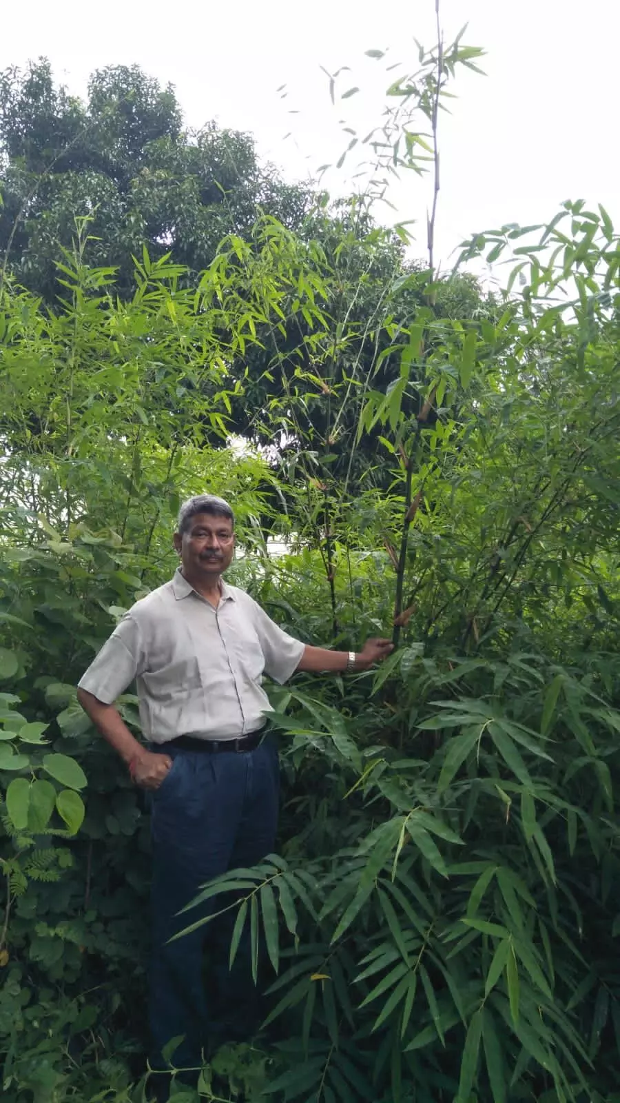 Retired Forest Officer Rajendrasinh Chauhan is involved in the establishment of the only Bambusetum in Gujarat