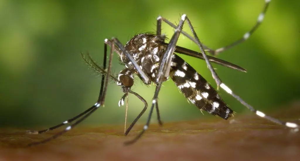 661 teams carrying out precautionary work against mosquito-borne diseases in rural areas of Vadodara districts