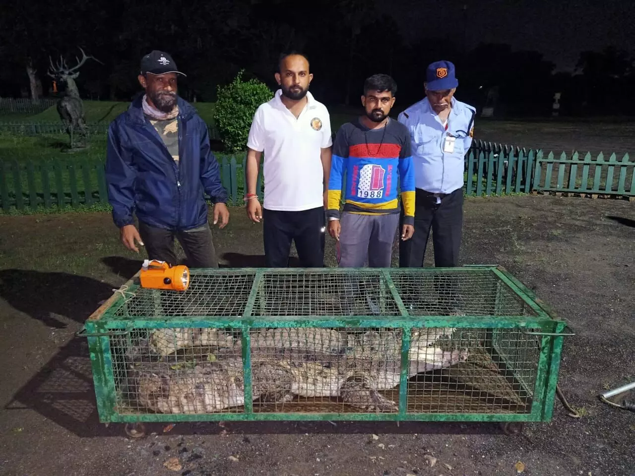 Volunteers of GSPCA and Wildlife SOS caught 5.5. foot crocodile from a construction site in Vadodara