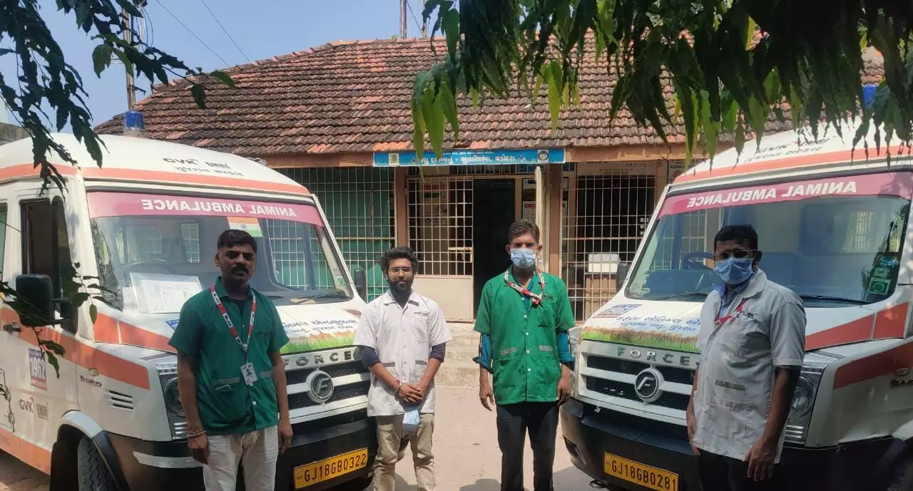 Karuna Ambulance saved the lives of 22,470 animals in last four years in Vadodara district