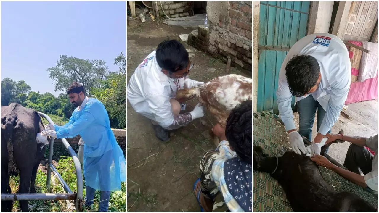 Mobile Veterinary Dispensary provided free treatment to 62209 animals in Vadodara district