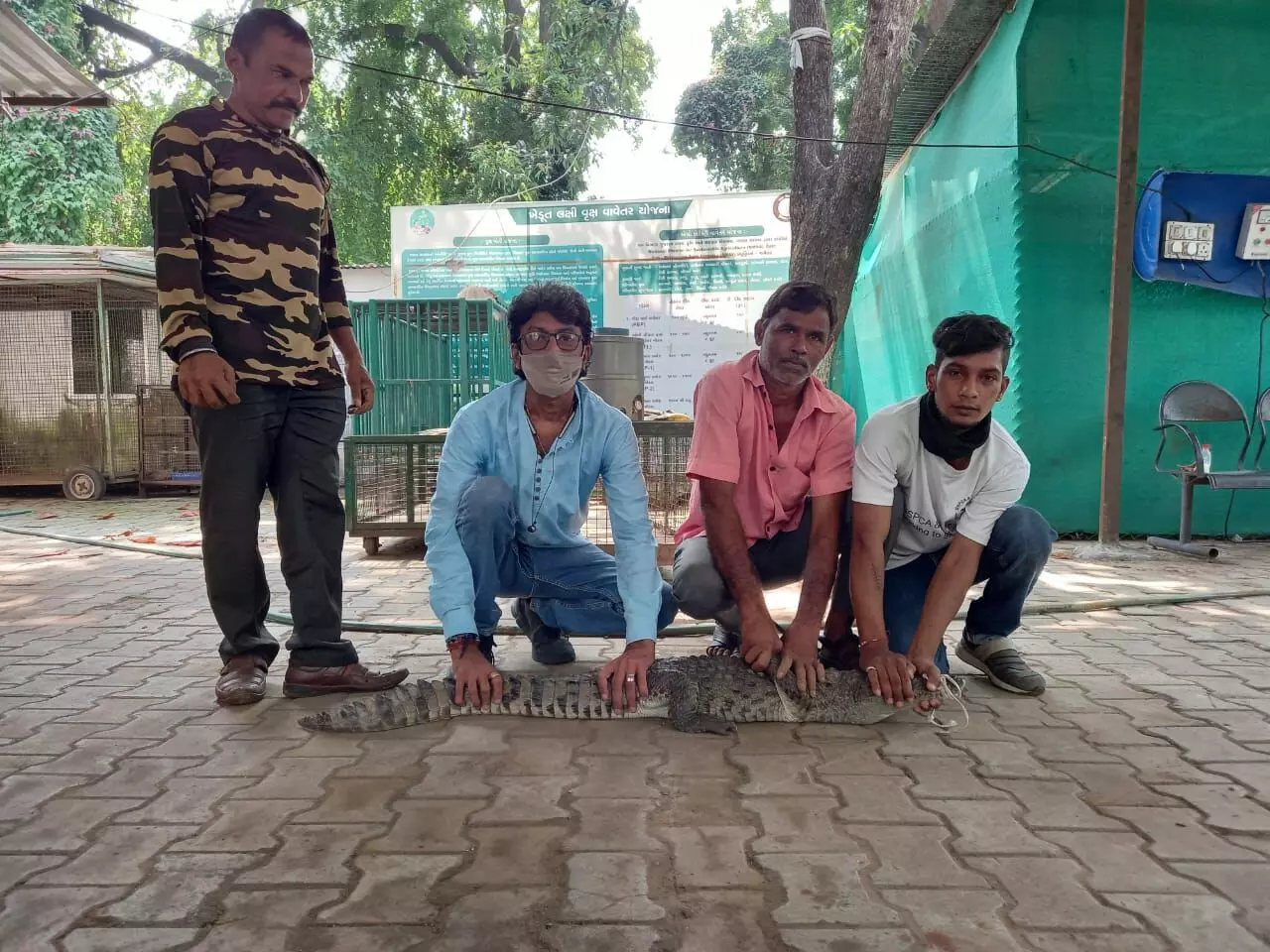 Vadodara GSPCA rescued four foot crocodile from a hut under Lalbaug bridge