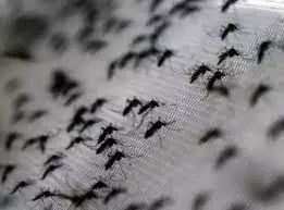 Mosquitoes breeding places found in 32296 houses during intensive house survey in rural area of ​​Vadodara district