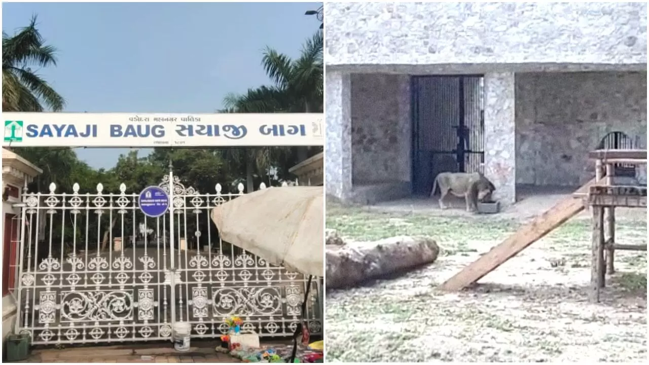 Lioness under treatment inside Sayajibaug Zoo died early morning on Sunday