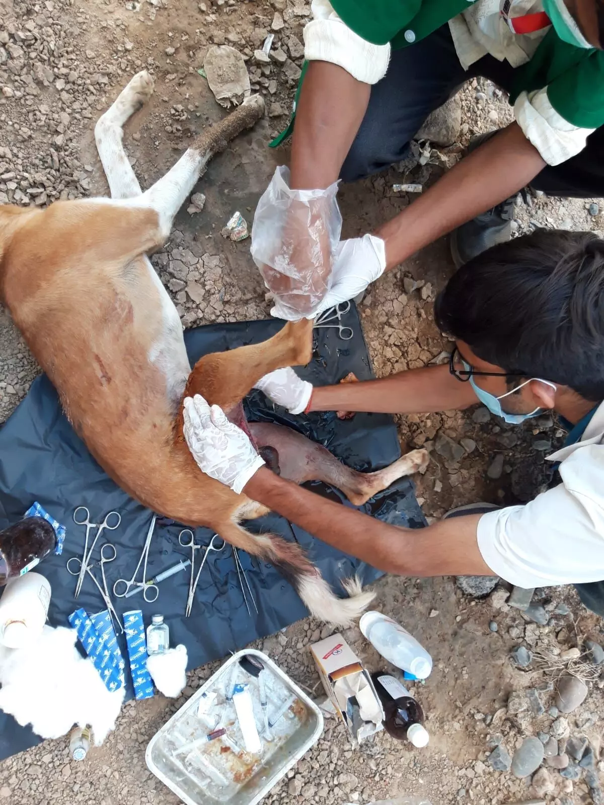 Karuna ambulance service of Vadodara saves the life of a dog who met an  accident