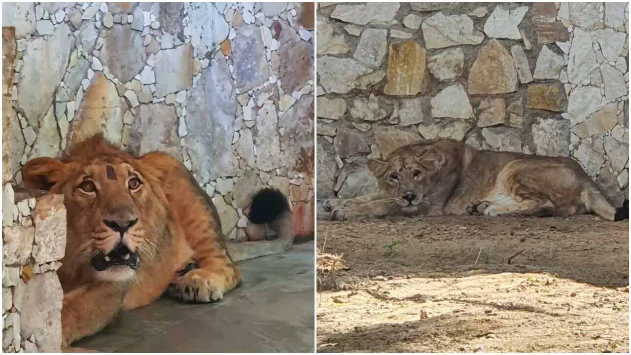 New pair of lion brings ray of hope is authorities of Vadodara Sayajibaug zoo