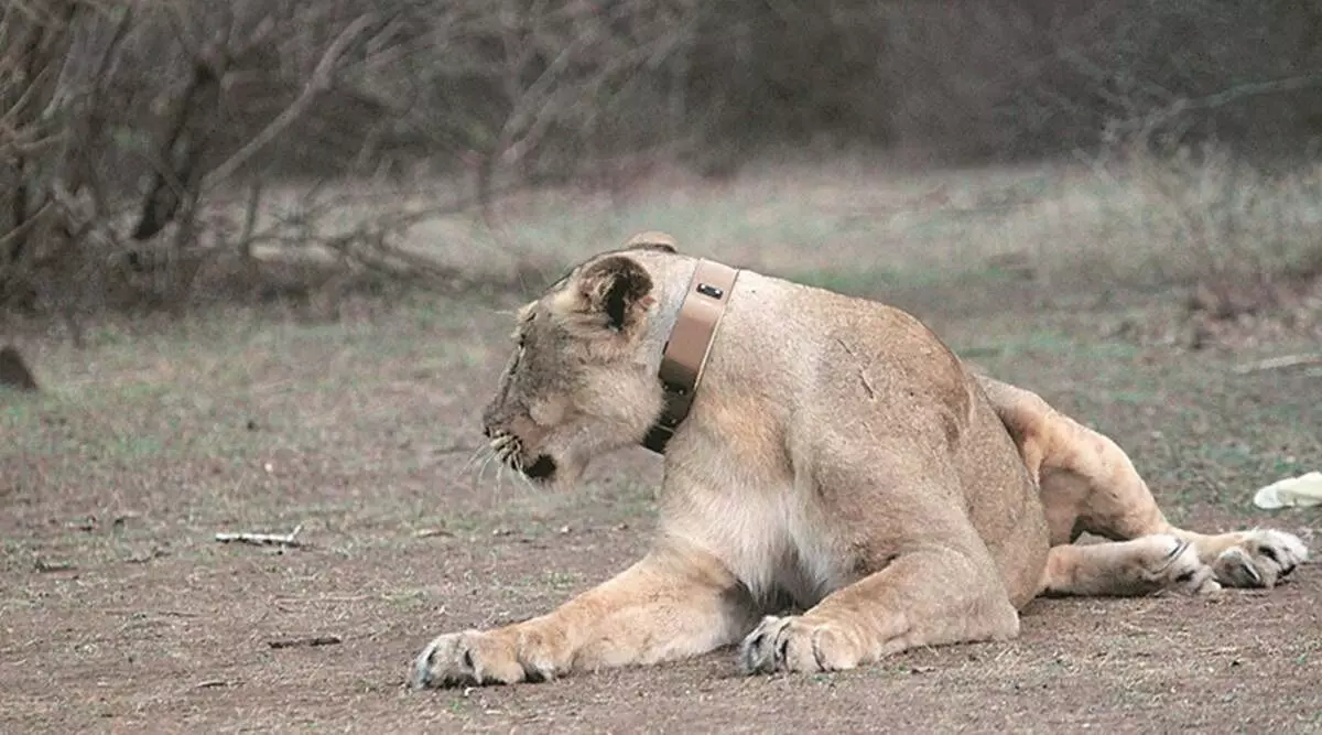 Gujarat: Lion discovered dead in Bhavnagar, cause of death being investigated
