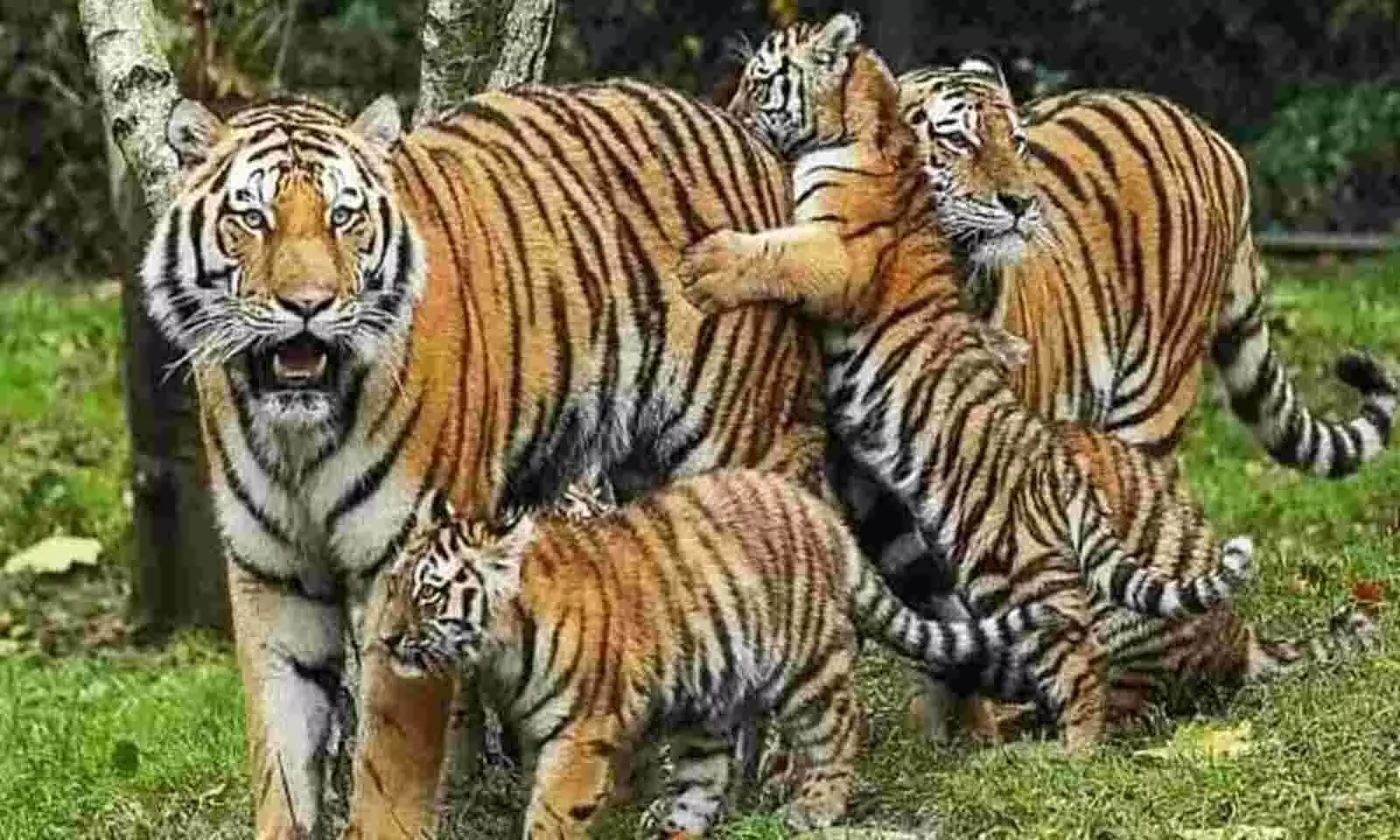 Sources: Gujarat is planning to set up its first tiger safari park