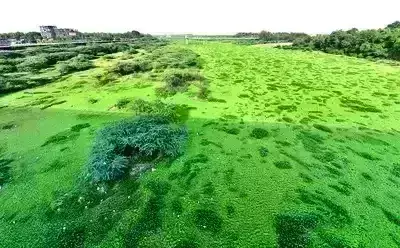 Gujarat: Water hyacinth choking Sabarmati near Indira Bridge