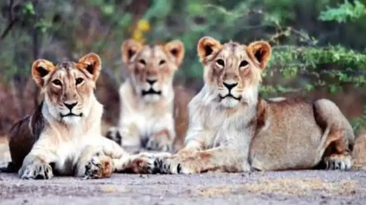 Covid caged: Five big cats at Sakkarbaug zoo get 2nd jab