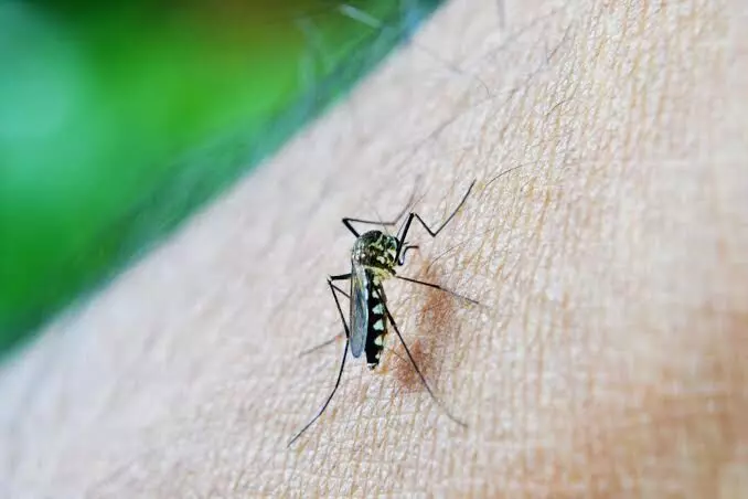 Delhi reports 134 dengue cases so far this year, 23 in June
