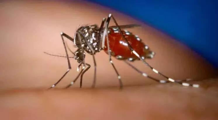 SL health officials warns of major dengue outbreak