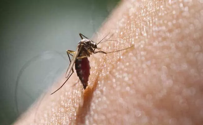 Delhi reports first death due to dengue this year; over 1,200 cases in October