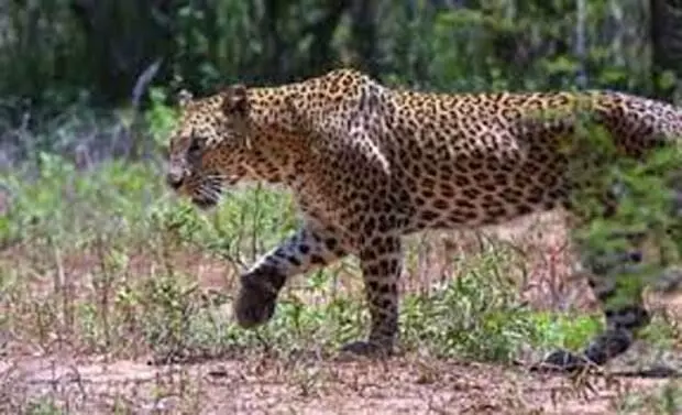 Cop reports spotting leopard in Gandhinagar