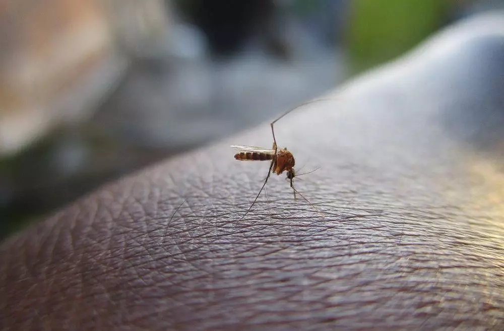 Peru declares health emergency over dengue outbreak