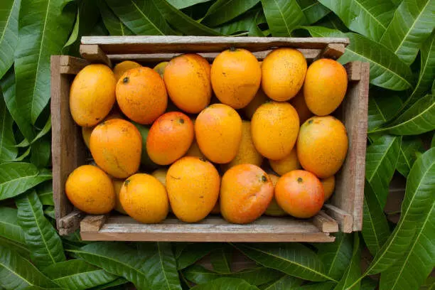 Gujarat to directly send kesar mangoes to US for the first time