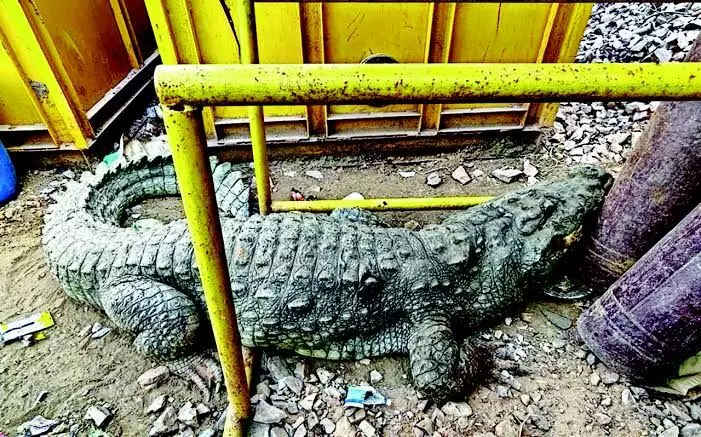 12-feet crocodile rescued from bullet train track site in Karjan