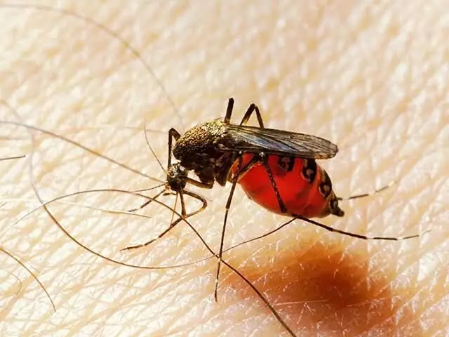World Malaria Day: India registers over 85 per cent decline in malaria cases from 2015 to 2022