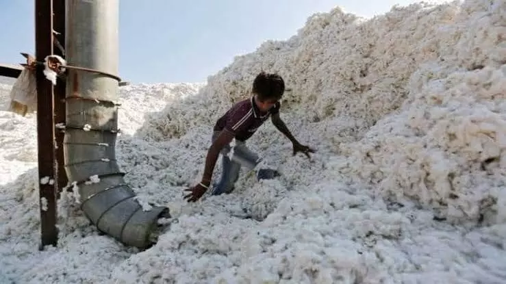 Imports of 2.50 lakh cotton bales from Oz soon in Gujarat