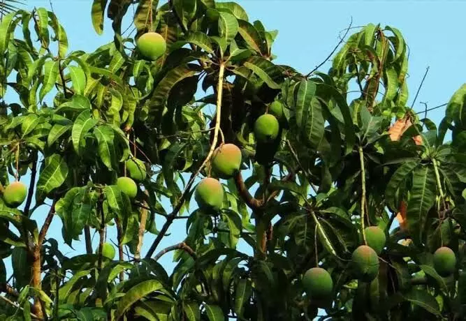 Gujarat mango exports set to scale new heights