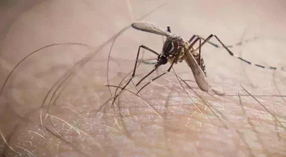 Peru health minister resigns over dengue crisis