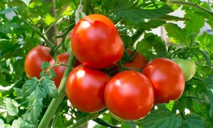 Survey: 68% houses cut consumption, 14% stop buying, as tomato prices surge over 300%