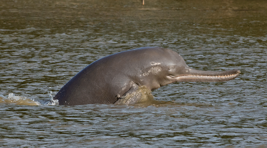 Uttar Pradesh: Fisherman held for killing endangered Gangetic dolphin