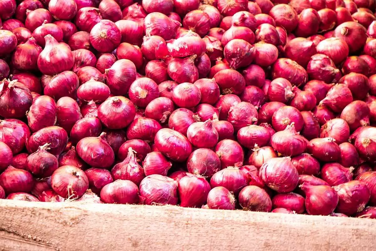 Why government has imposed 40% export duty on onions in India !