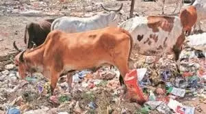 Gujarat High Court takes note of butchered cows in Nadiad