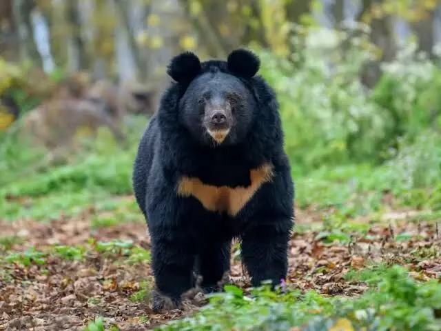 Survey on Asiatic black bears in Arunachals Pakke Tiger Reserve begins