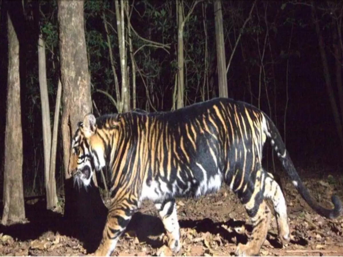 Odisha all set to start world’s first-ever black tiger safaris