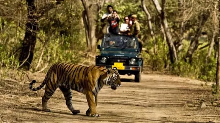 Supreme Court bans tiger safaris in Jim Corbett National Park’s core areas