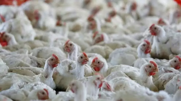 US bird flu outbreak, concerns of next pandemic