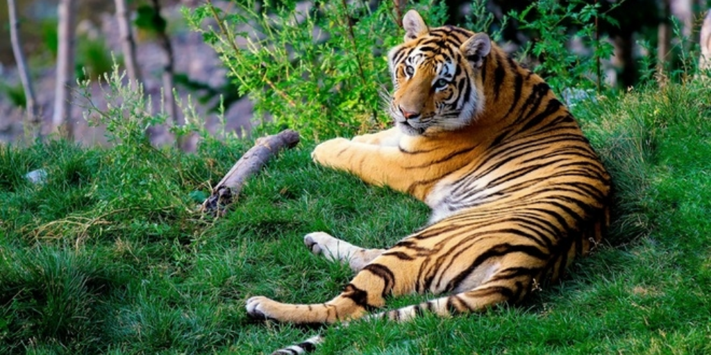 World tiger count rises for 1st time in 100 years.
