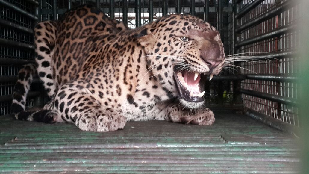 Leopard caught from ONGC plant in Dahej