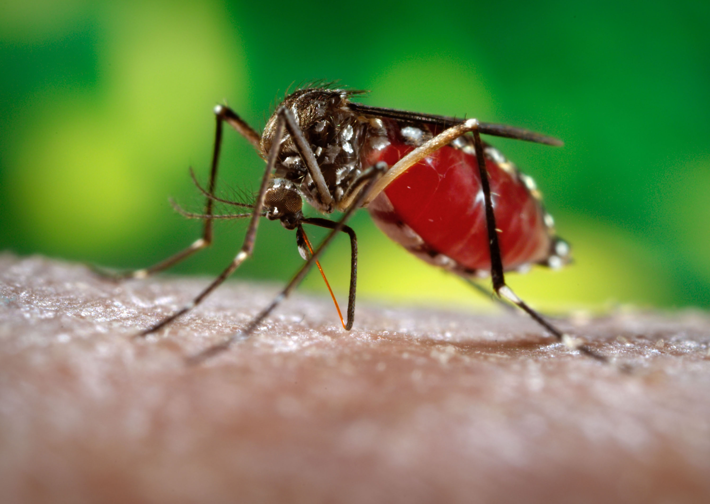 First dengue case detected in Mizoram