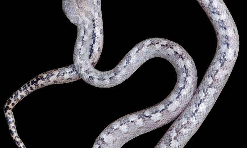 Scientists discover ‘ghost snake’ in Madagascar